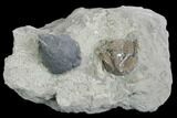 Enrolled Griffithites Trilobite & Gastropod - Crawfordsville, Indiana #130174-1